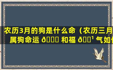 农历3月的狗是什么命（农历三月属狗命运 🐞 和福 🌹 气如何）